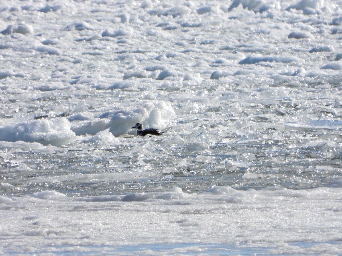 Long-tailed Duck - ML614031980