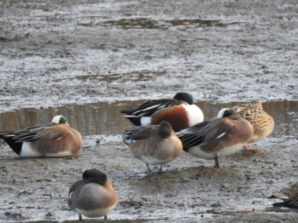 Northern Shoveler - ML614031982