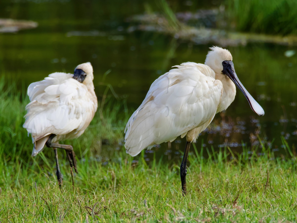 Royal Spoonbill - David Boyle