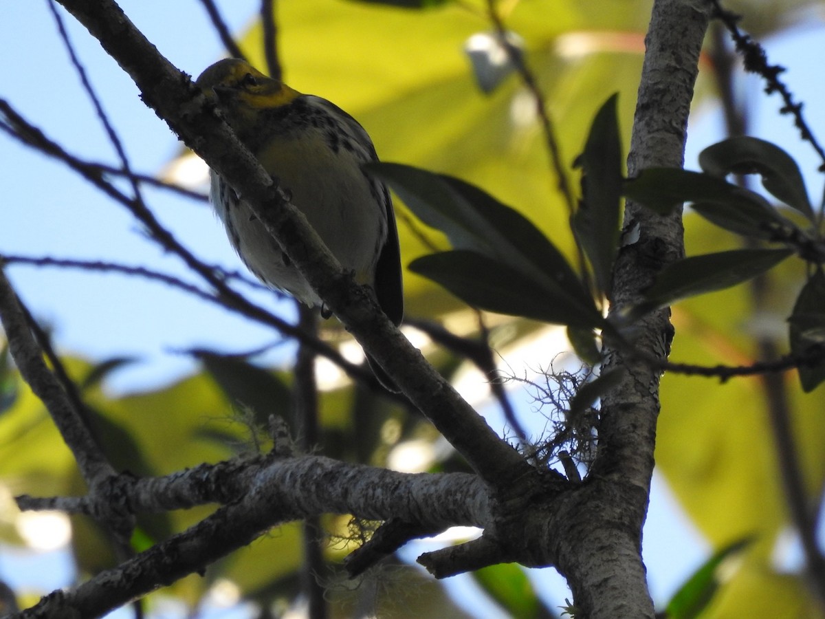 Grünmantel-Waldsänger - ML614032062