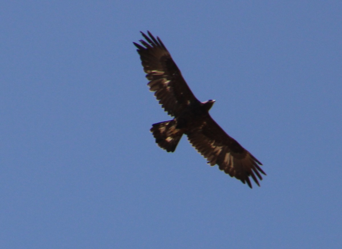 Golden Eagle - ML614032172