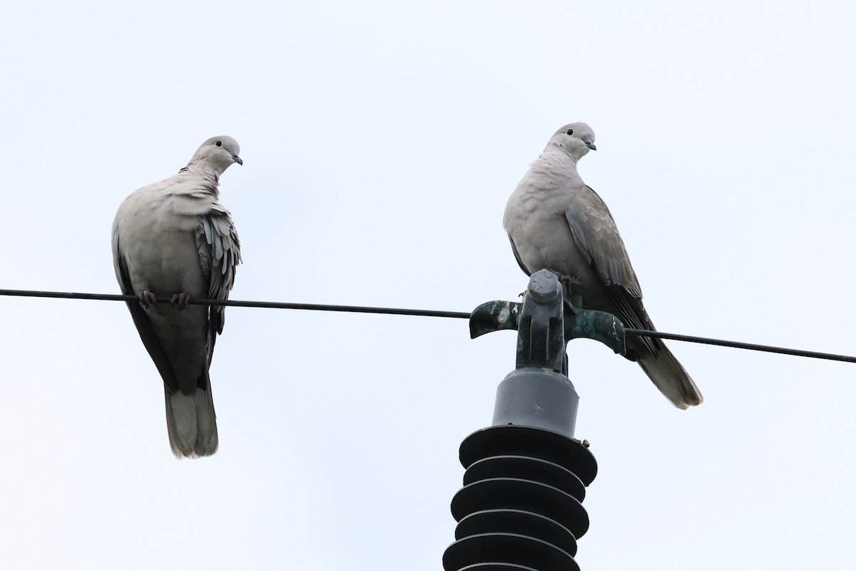 Eurasian Collared-Dove - ML614032209