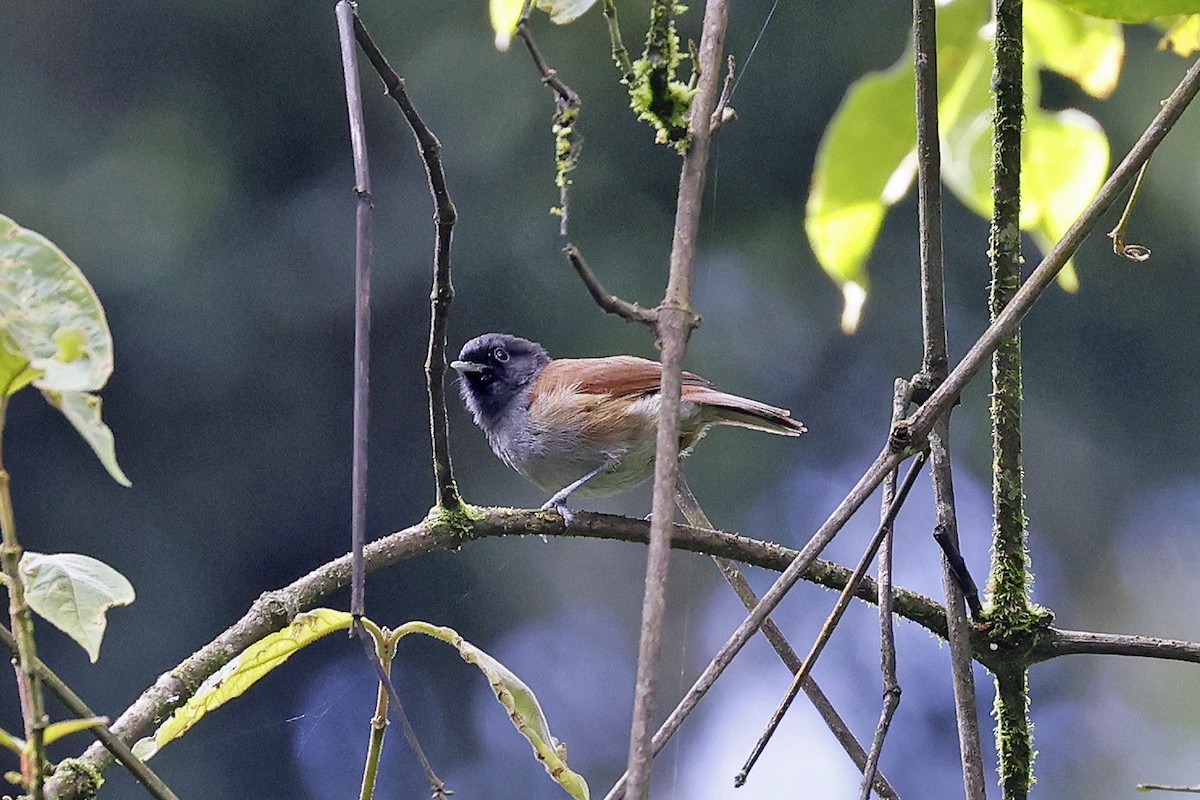 Rwenzori Hill Babbler - Charlie Keller