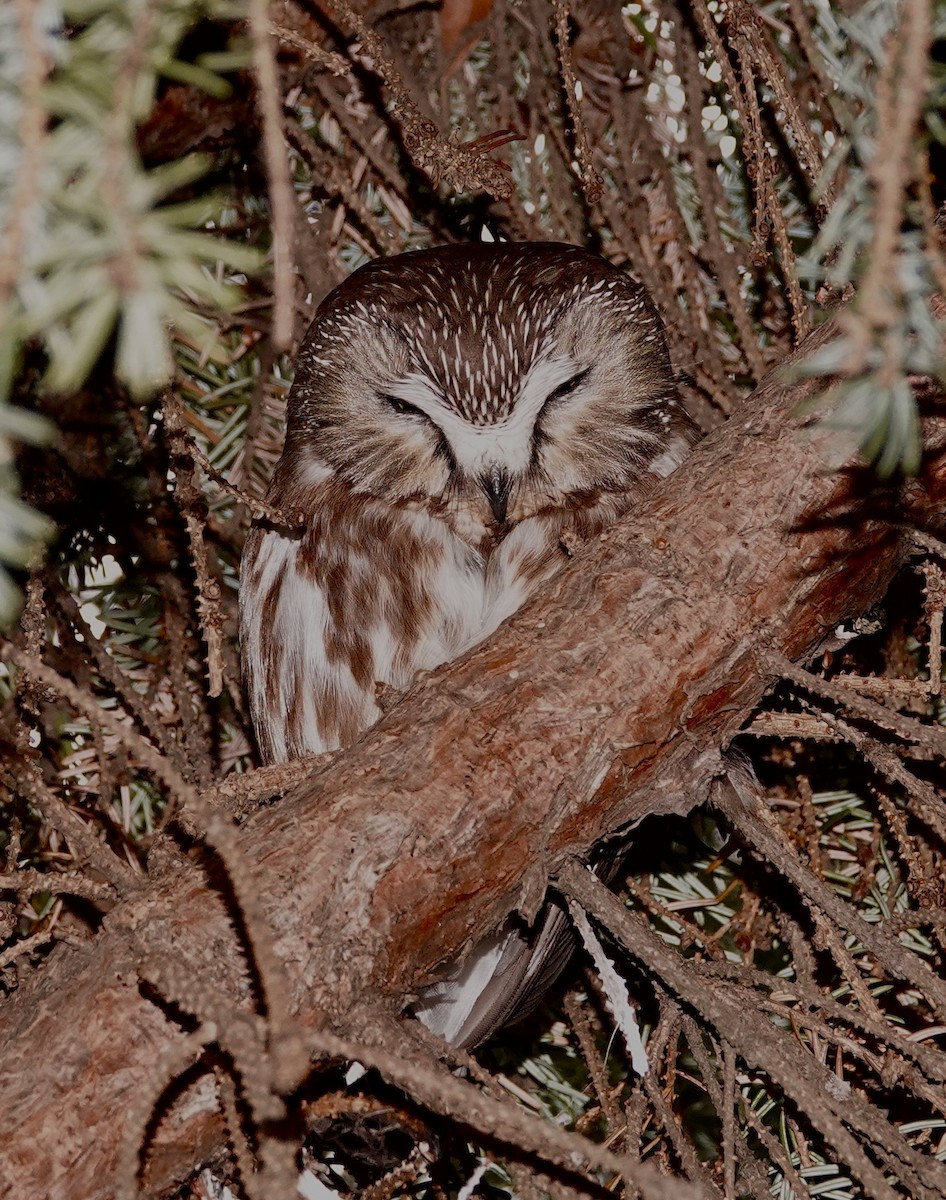Northern Saw-whet Owl - maxine reid