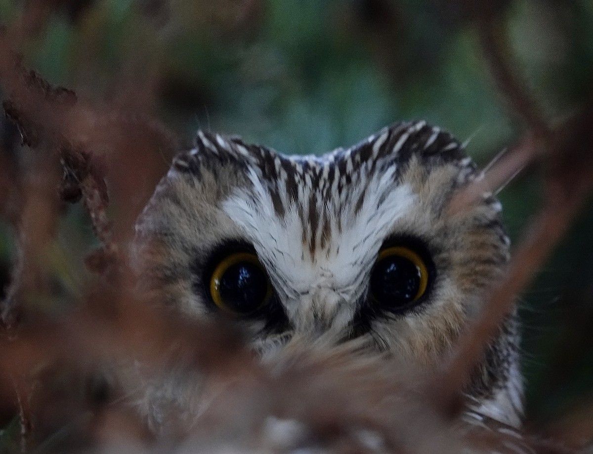 Northern Saw-whet Owl - maxine reid