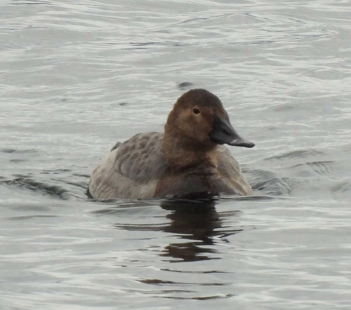 Canvasback - ML614032334