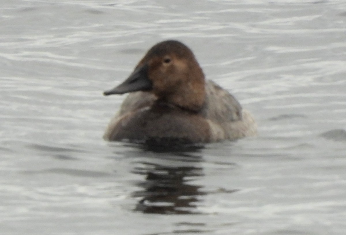 Canvasback - ML614032335