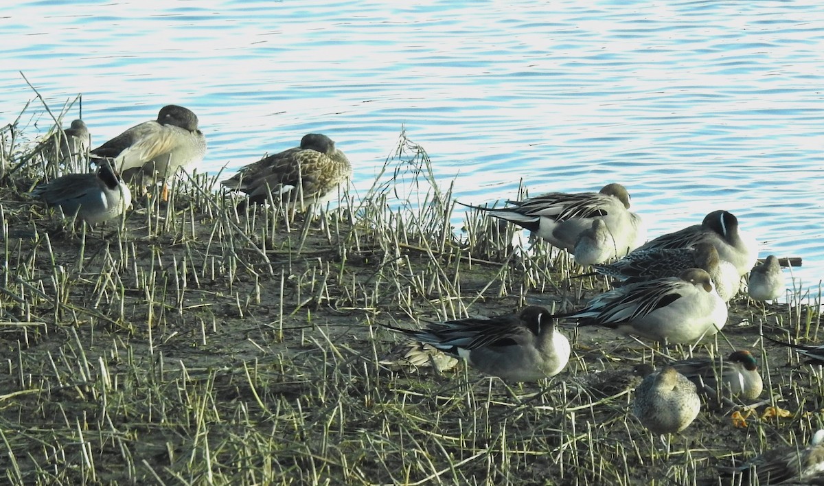 Green-winged Teal - ML614032342