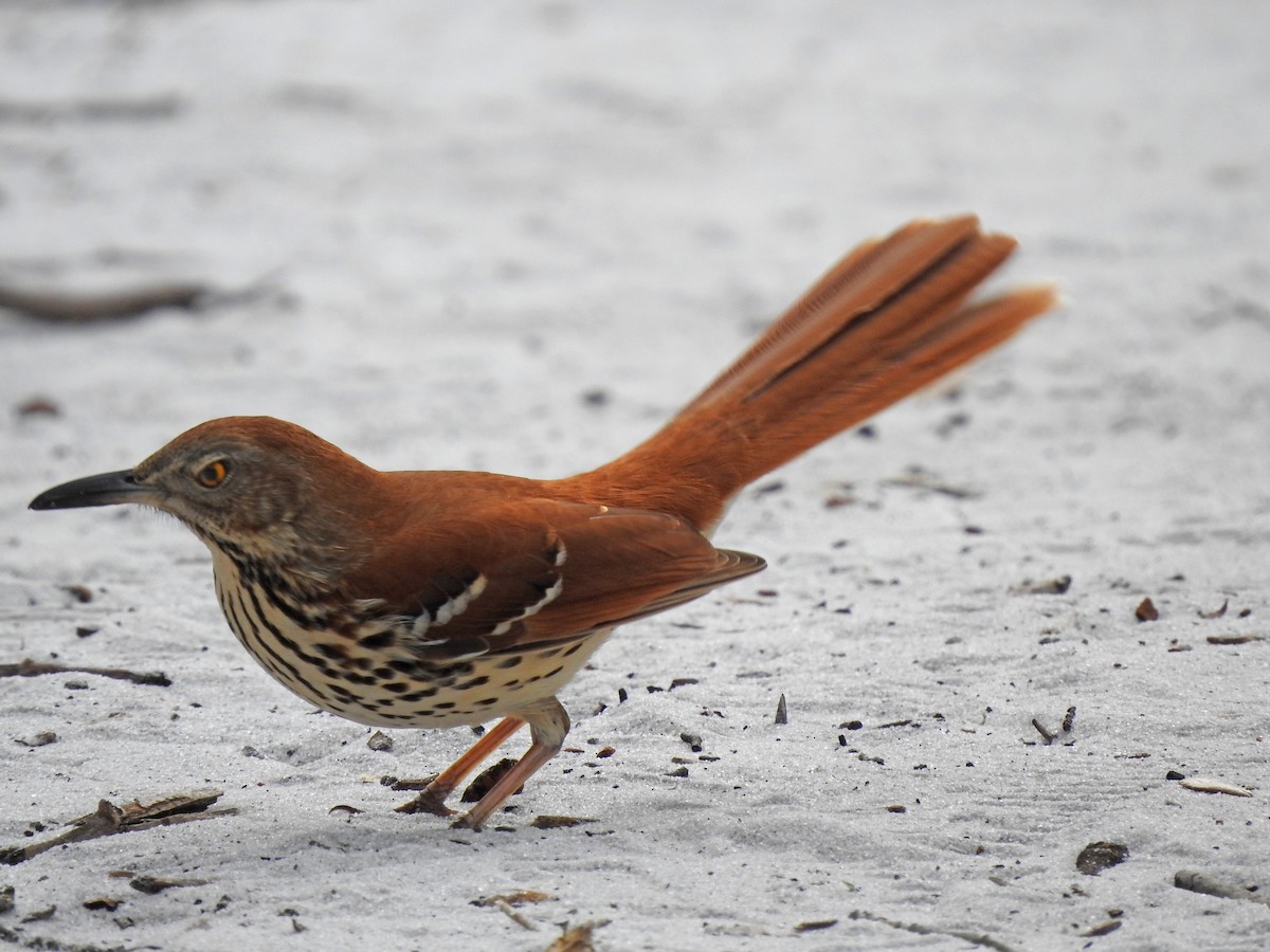 Brown Thrasher - ML614032345