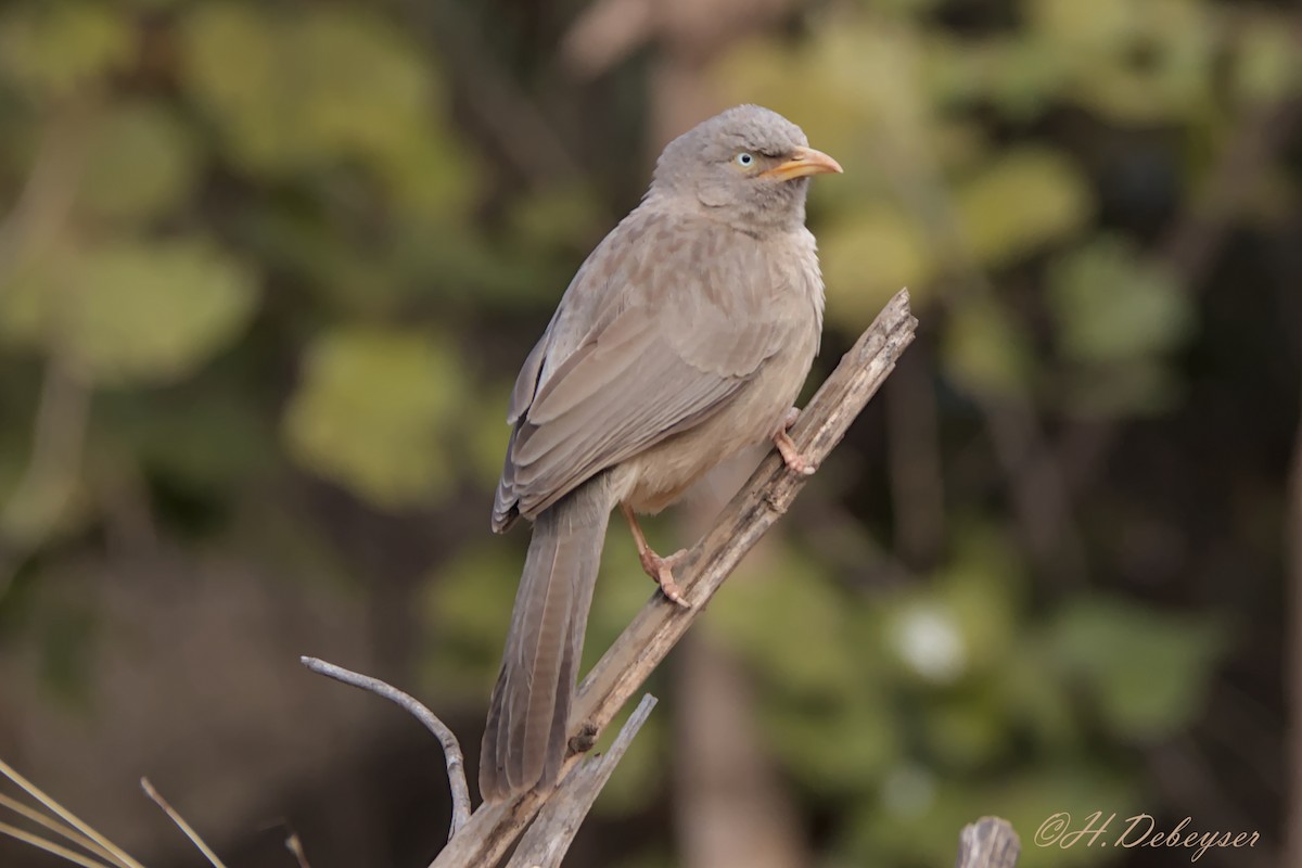 Jungle Babbler - Hugues Debeyser