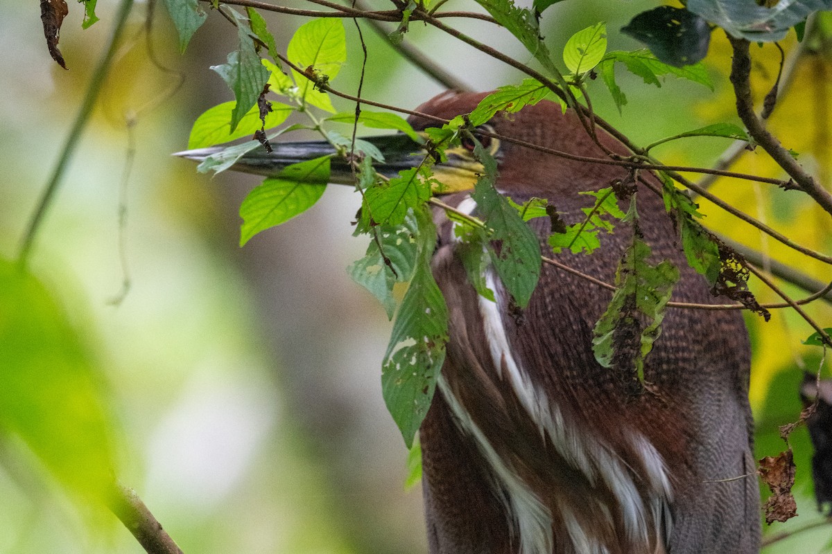 Rufescent Tiger-Heron - ML614032466