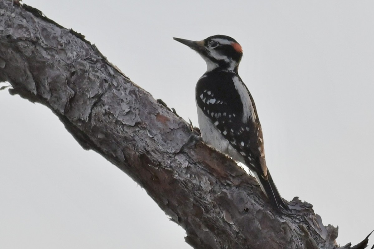 Hairy Woodpecker - ML614032473