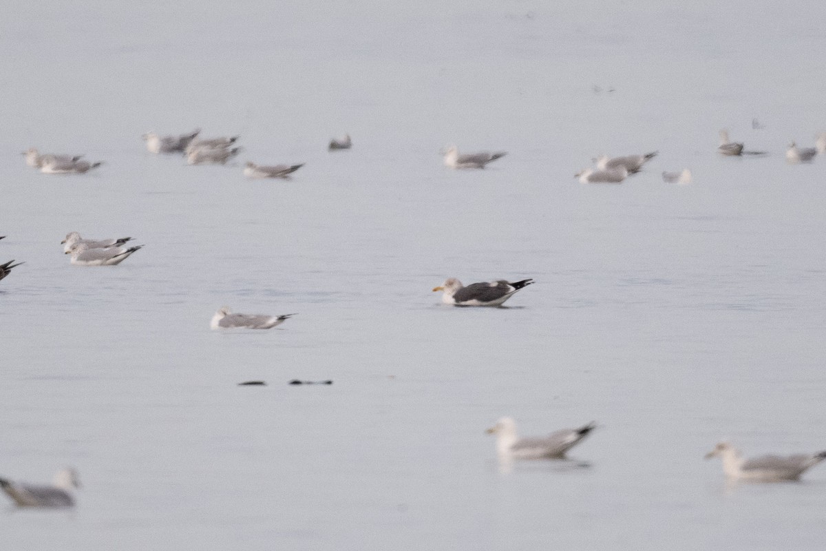 racek žlutonohý - ML614032486