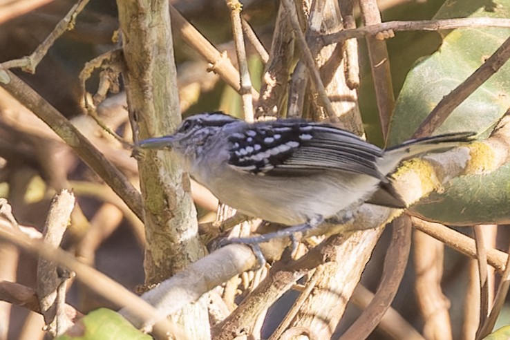 Todd's Antwren - Bradley Hacker 🦜