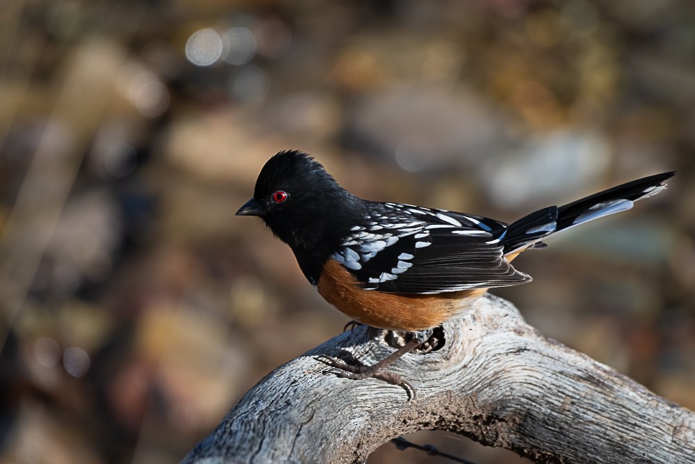 Spotted Towhee - ML614032590