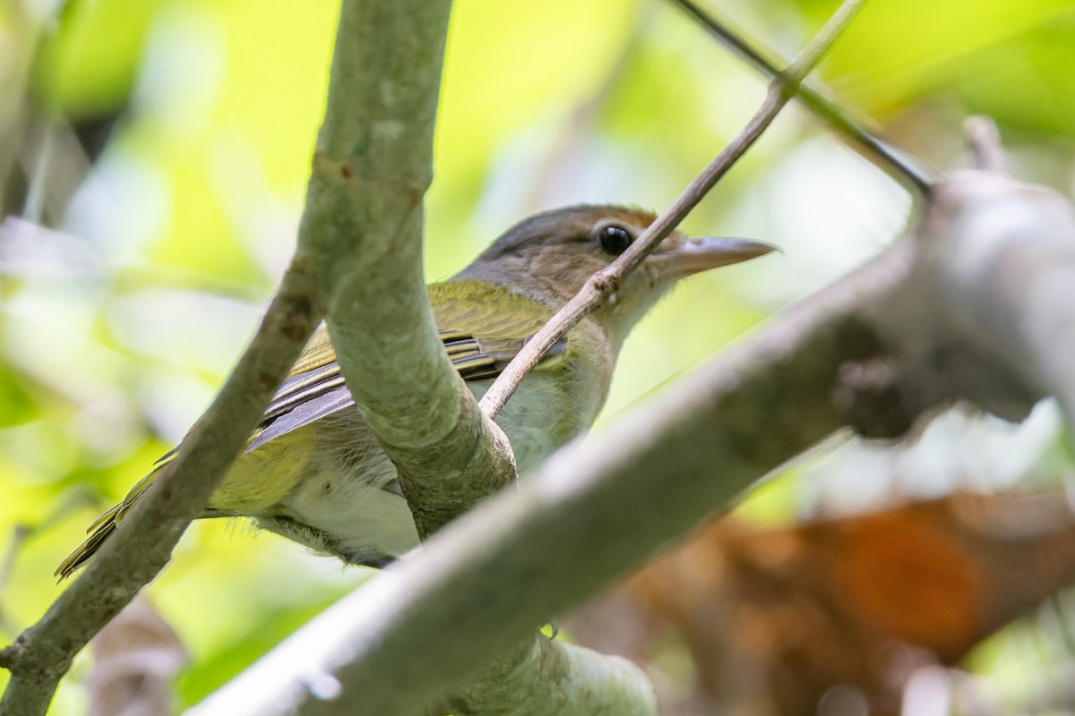 Buff-cheeked Greenlet - ML614032691