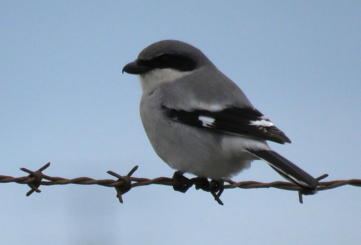 Loggerhead Shrike - ML614032801