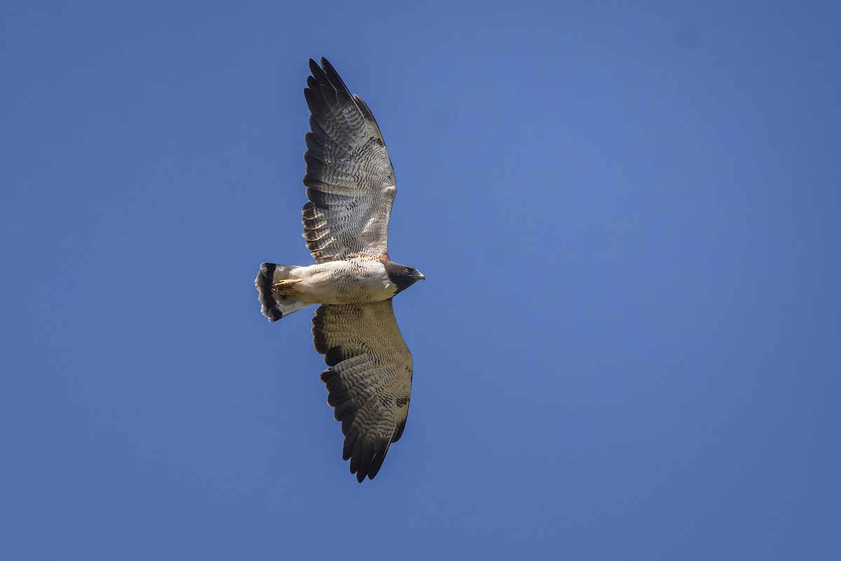 White-tailed Hawk - ADRIAN GRILLI