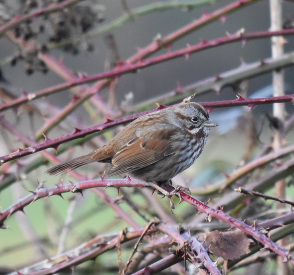 Song Sparrow - ML614032904