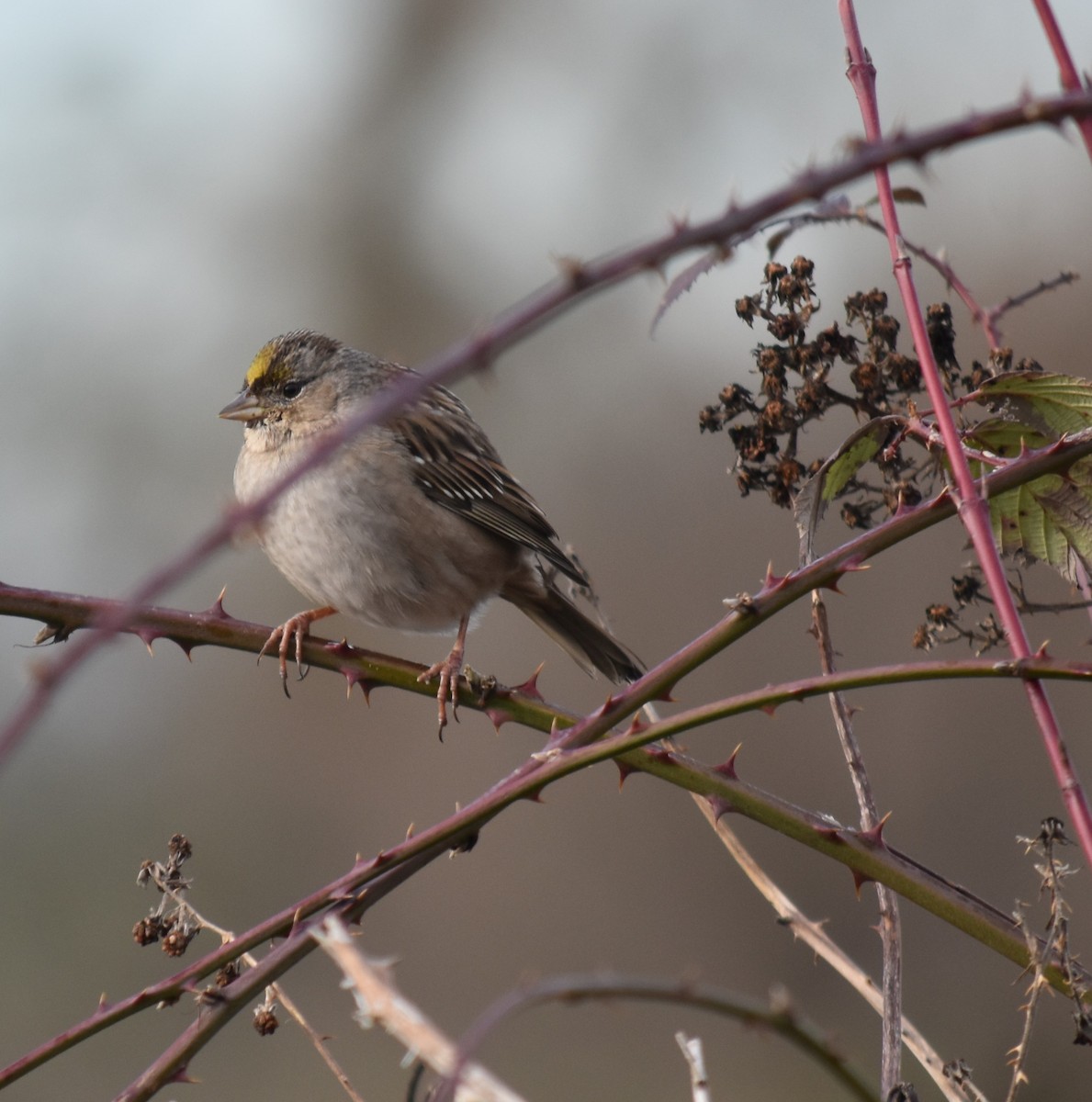 Golden-crowned Sparrow - ML614032910