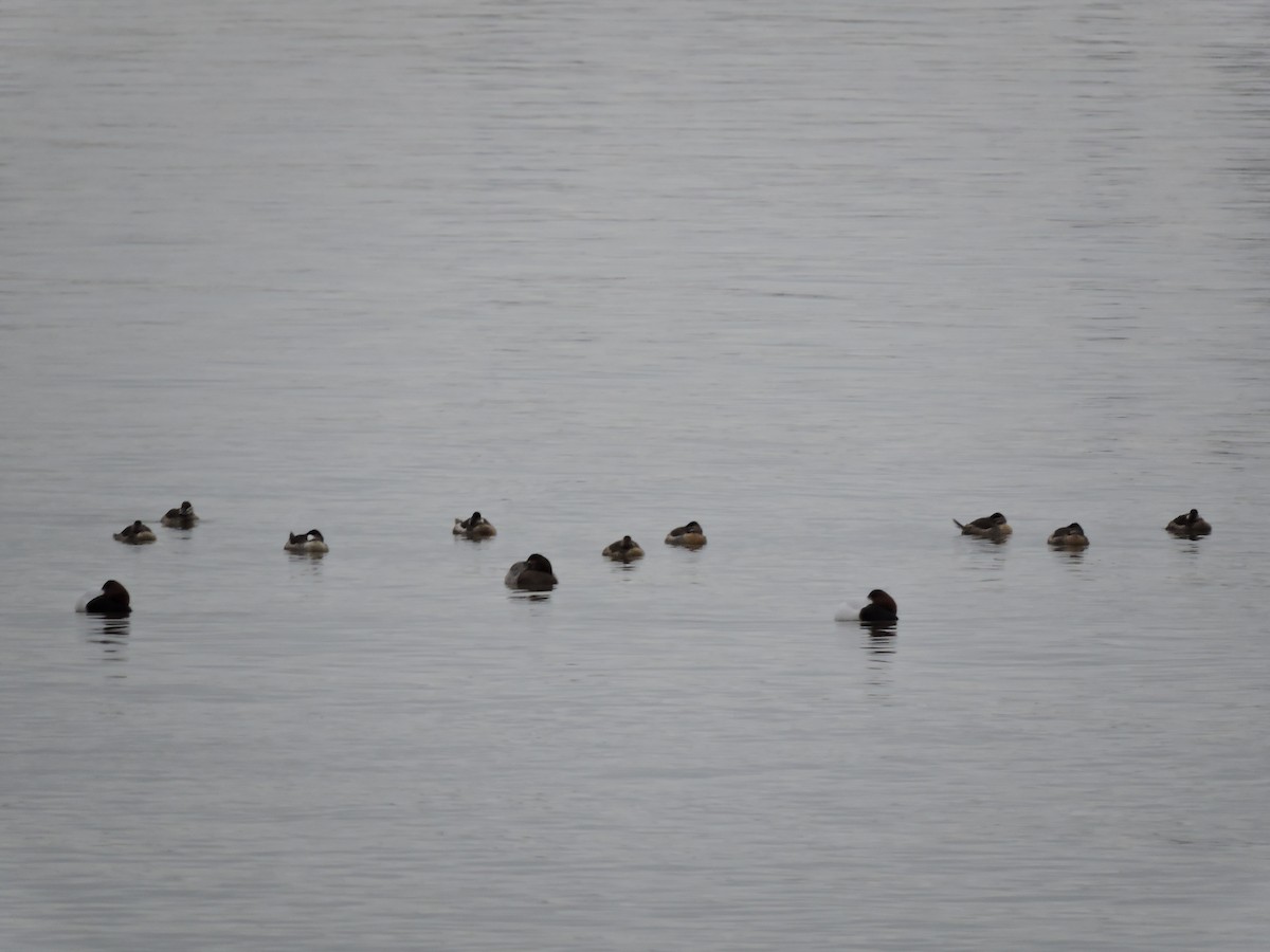 Ruddy Duck - ML614032911