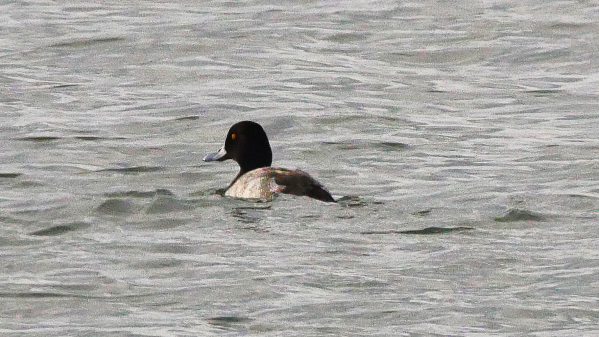 Lesser Scaup - Jeff Pulford