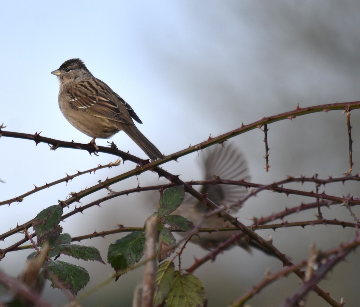 Golden-crowned Sparrow - ML614032920