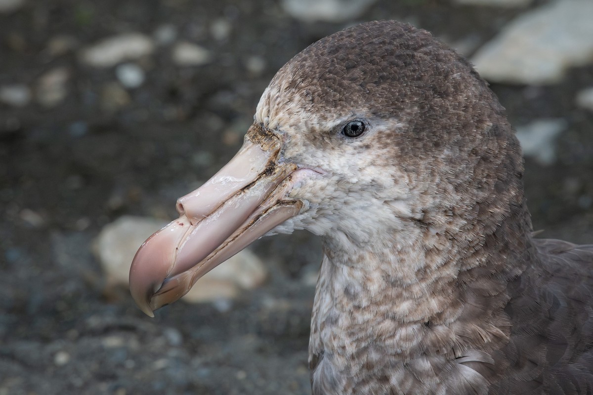 Northern Giant-Petrel - ML614032933