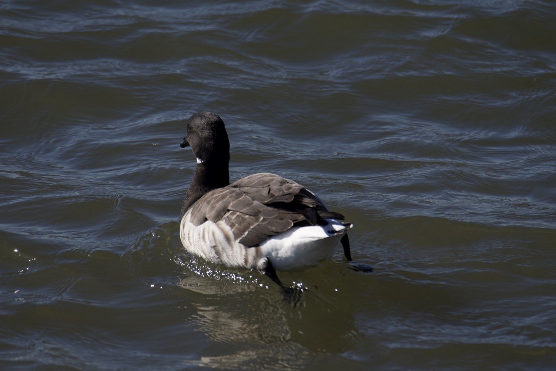 Brant - ML614033074