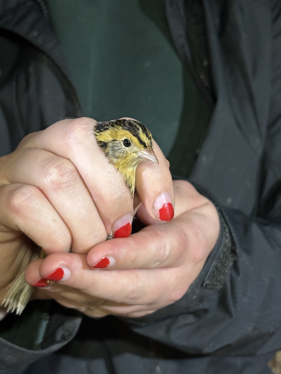 LeConte's Sparrow - ML614033075