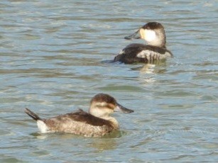 Ruddy Duck - ML614033128