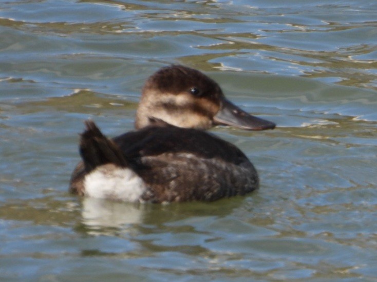 Ruddy Duck - ML614033129