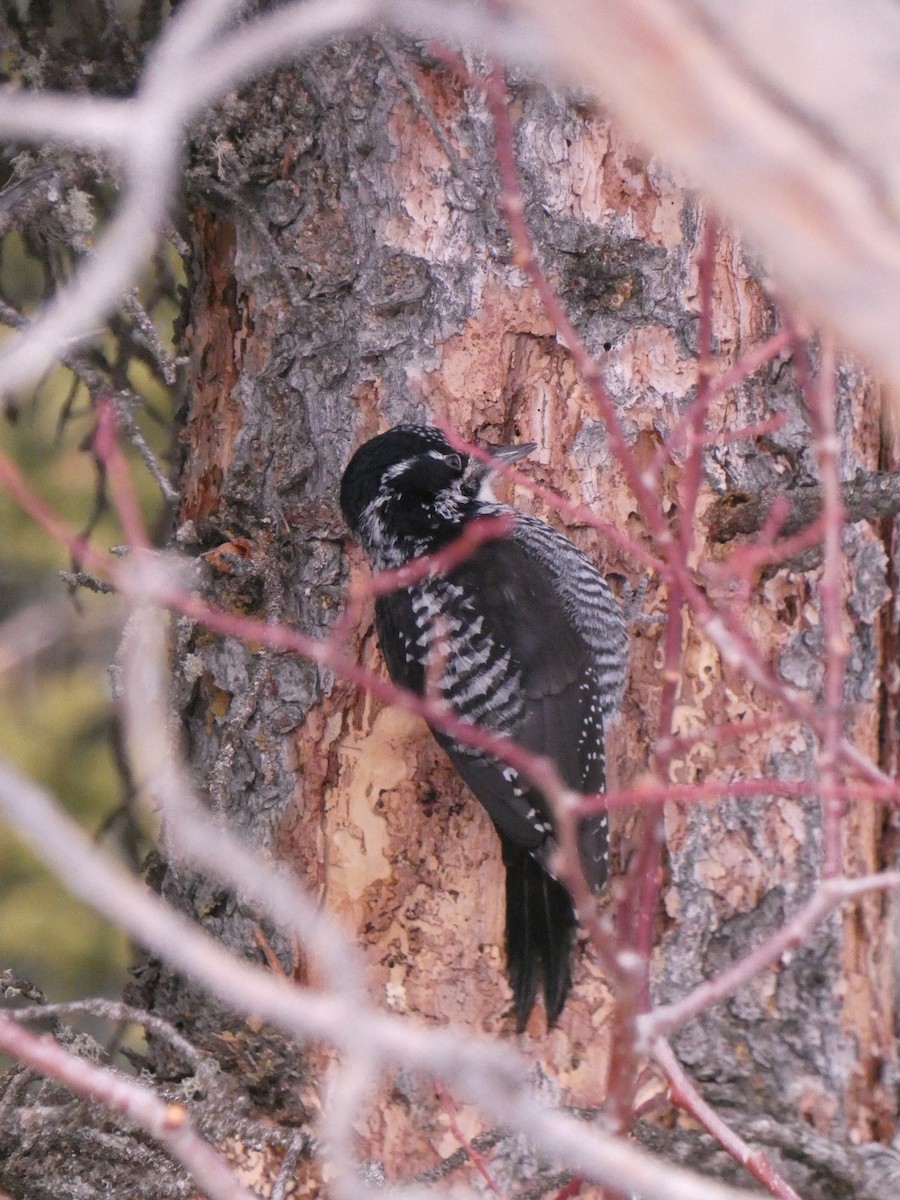 Американский трёхпалый дятел (fasciatus) - ML614033161