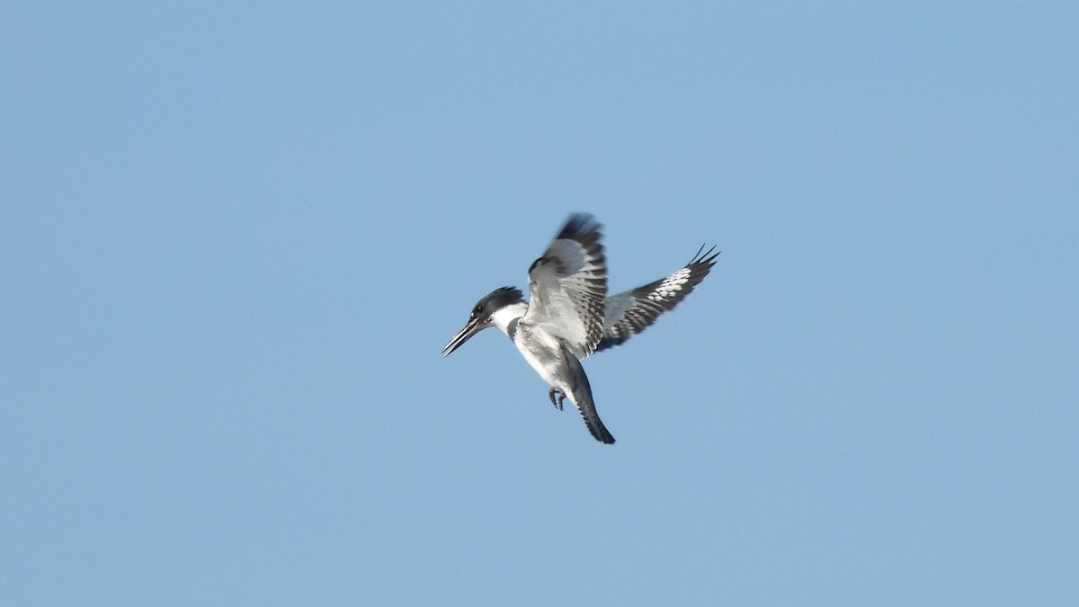 Belted Kingfisher - Karen Evans