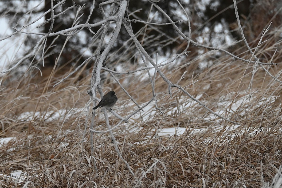 Junco ardoisé (hyemalis/carolinensis) - ML614033188