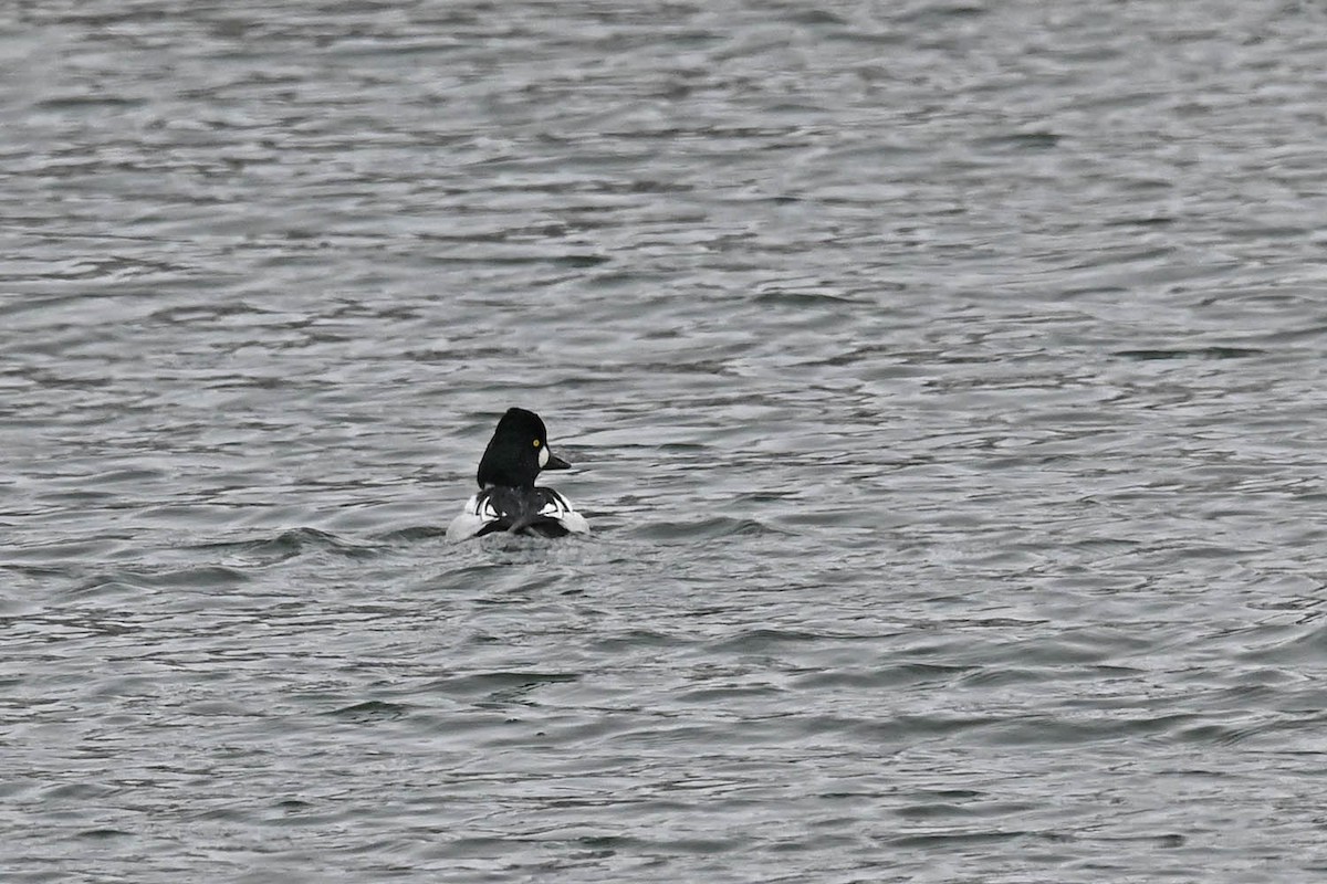 Common Goldeneye - ML614033195