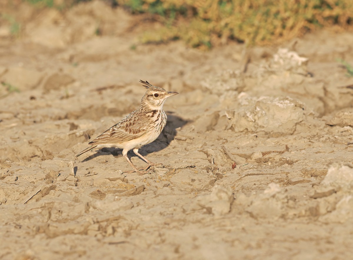 Crested Lark (Crested) - ML614033211