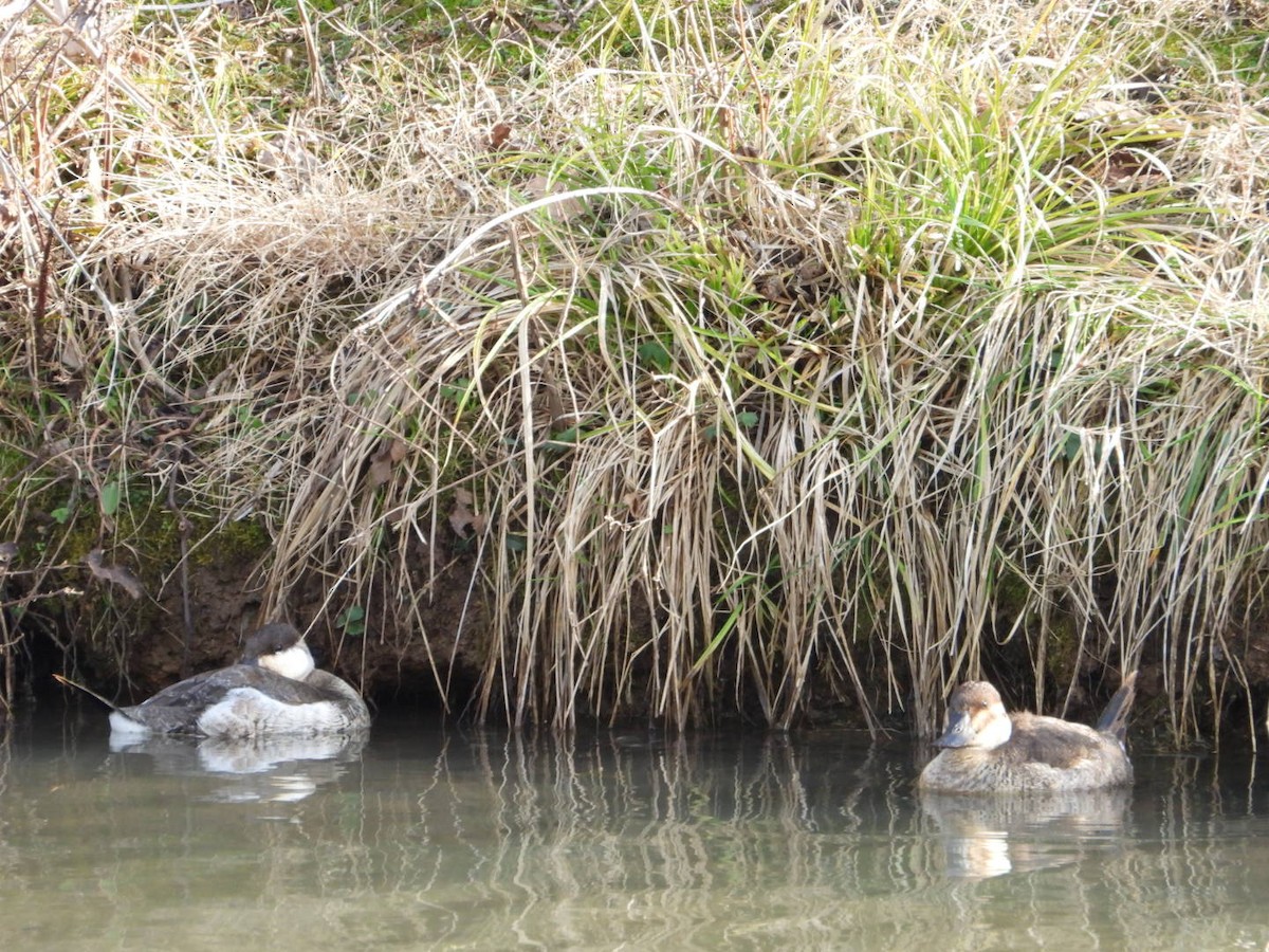 Ruddy Duck - ML614033215