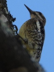 Yellow-bellied Sapsucker - ML614033250