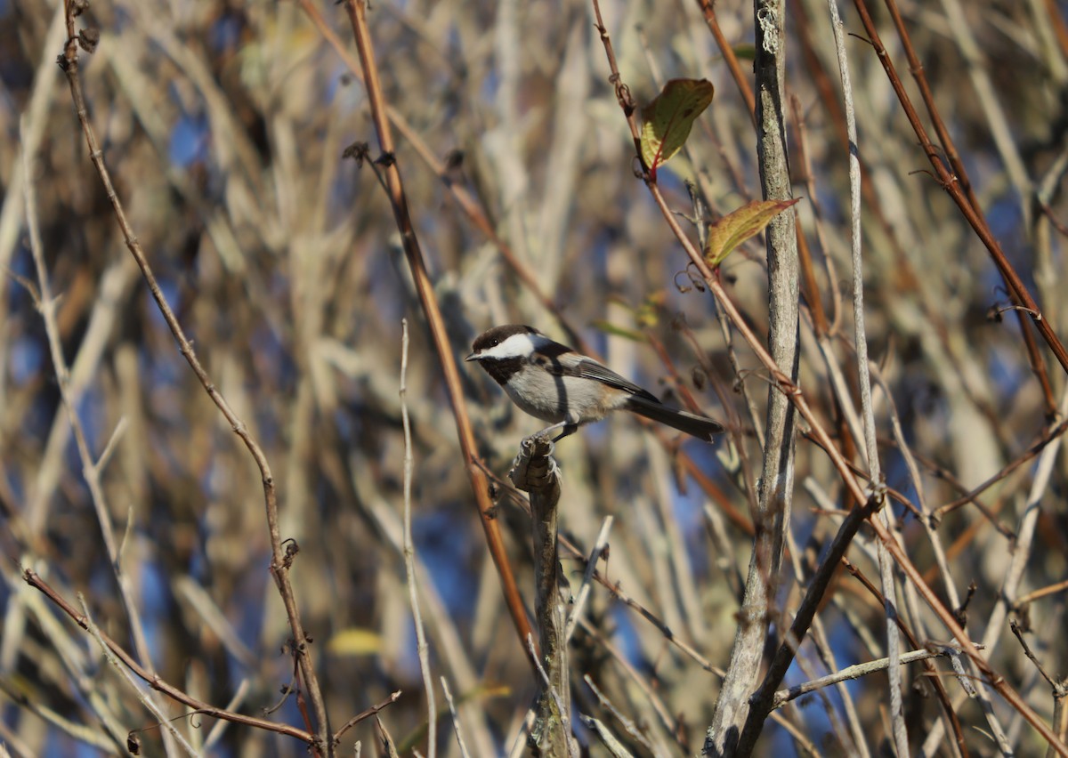 Mésange à dos marron - ML614033263