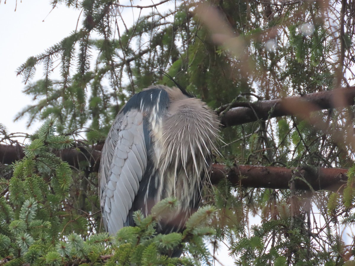 Great Blue Heron - ML614033328