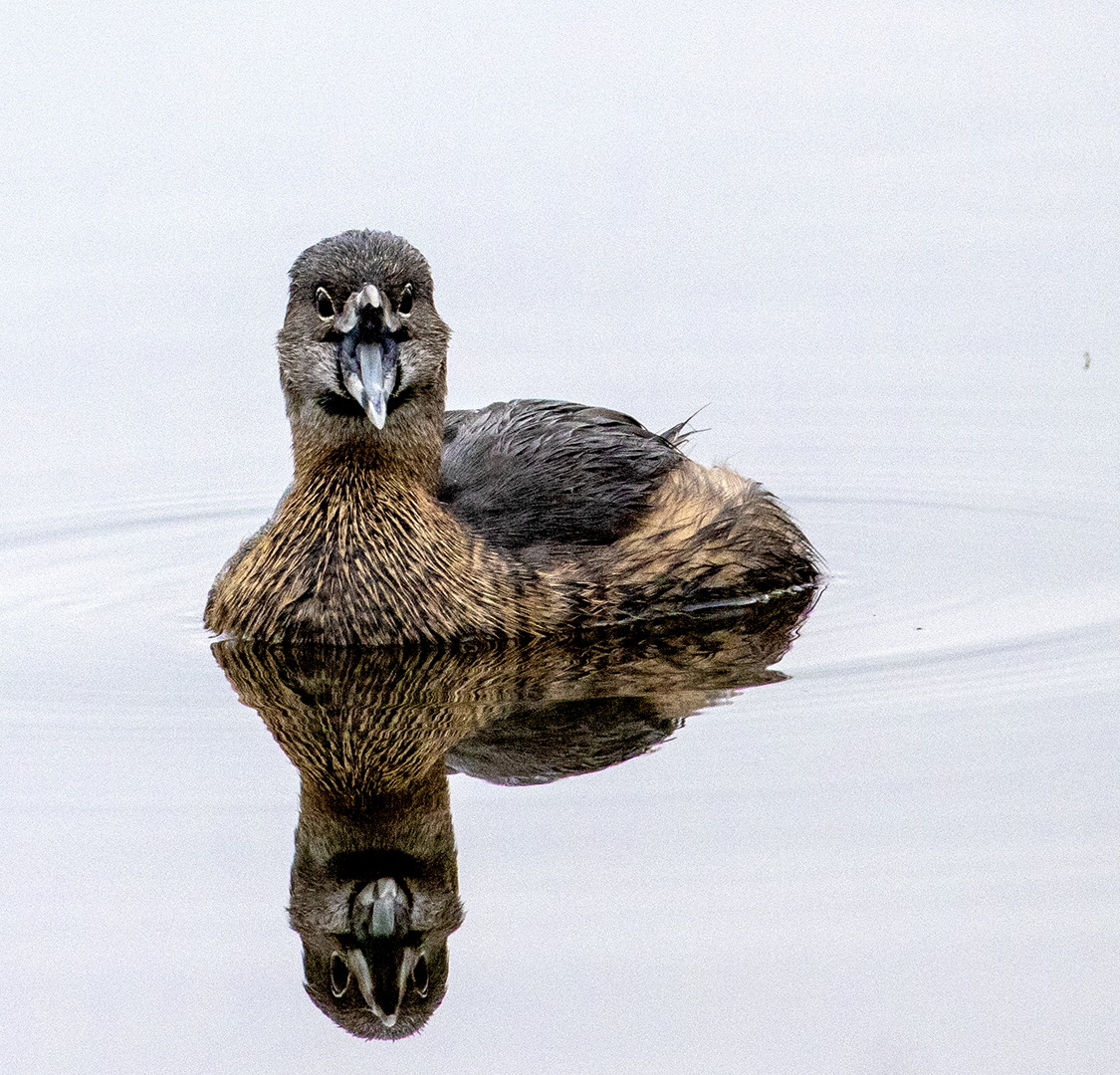 Pied-billed Grebe - ML614033337