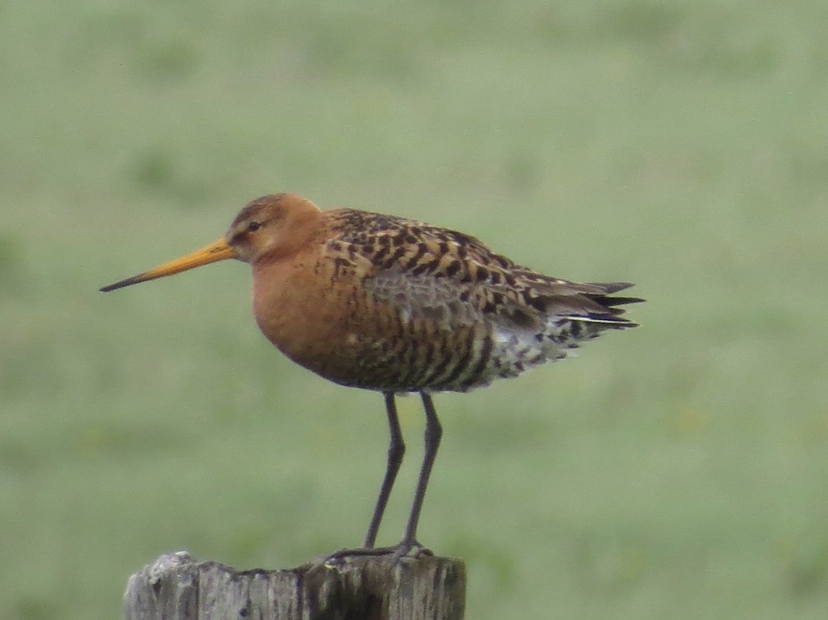 Black-tailed Godwit (islandica) - ML614033366