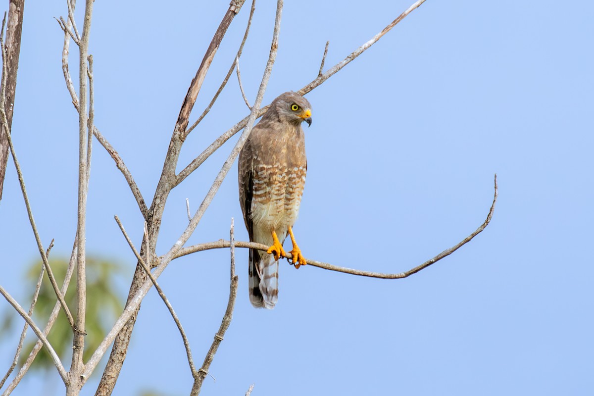 Roadside Hawk - ML614033380