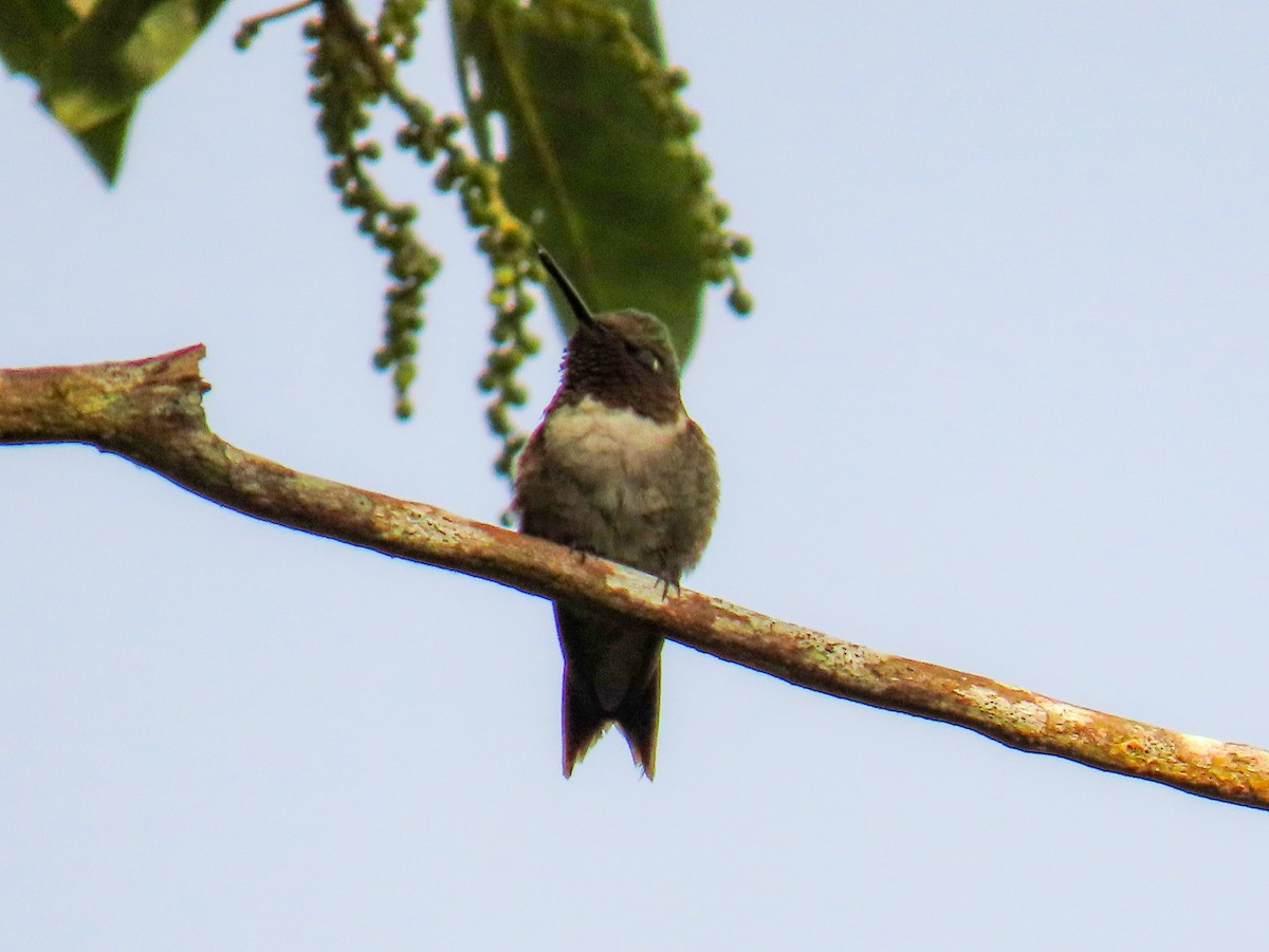 Ruby-throated Hummingbird - ML614033418