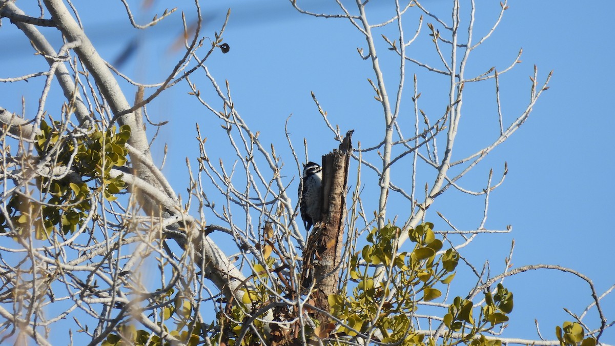 Golden-crowned Sparrow - Karen Evans