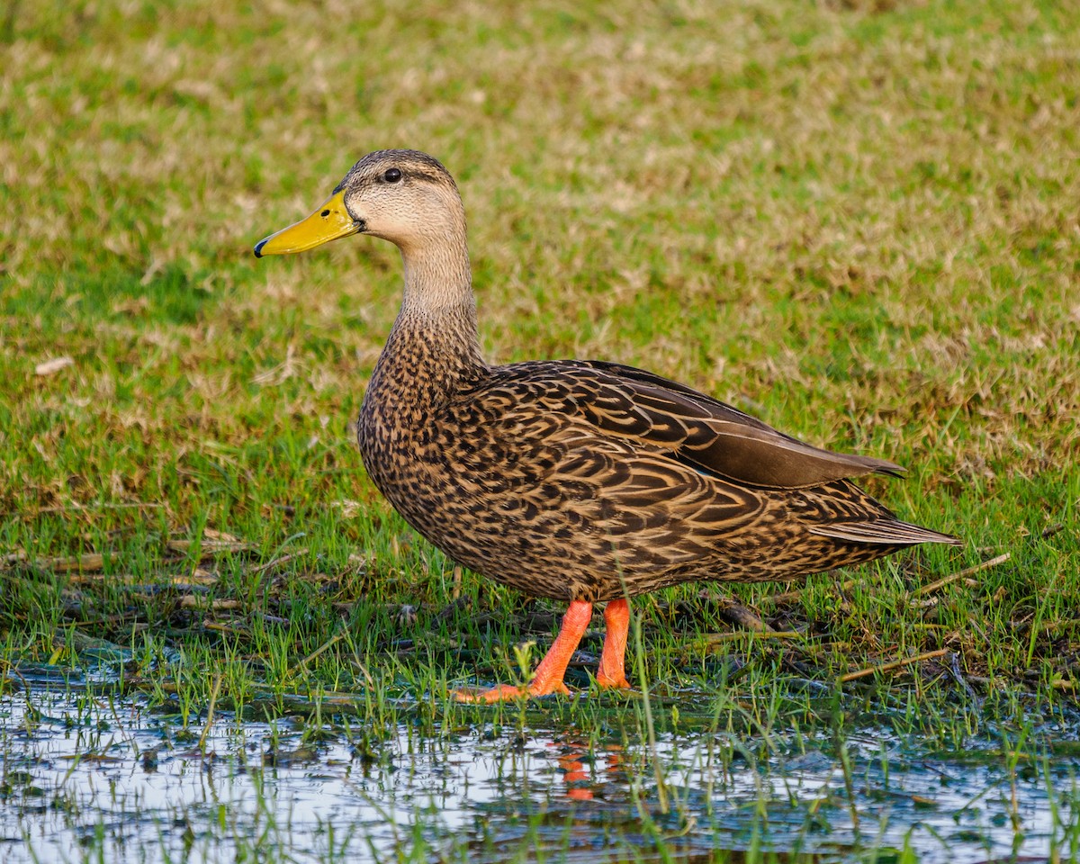 Mottled Duck - ML614033538