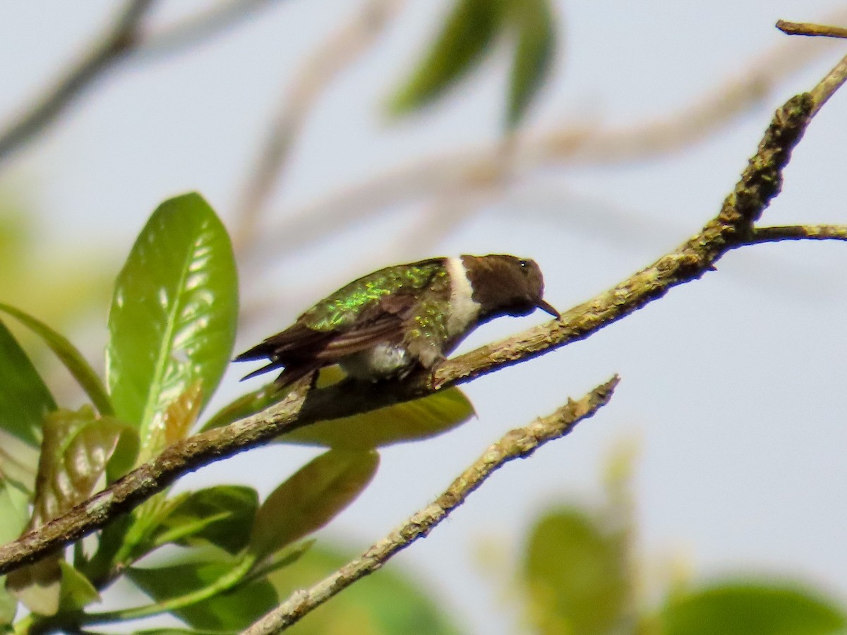 Ruby-throated Hummingbird - ML614033625