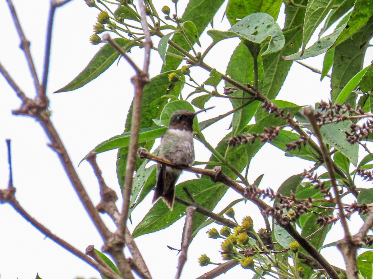 Ruby-throated Hummingbird - ML614033626