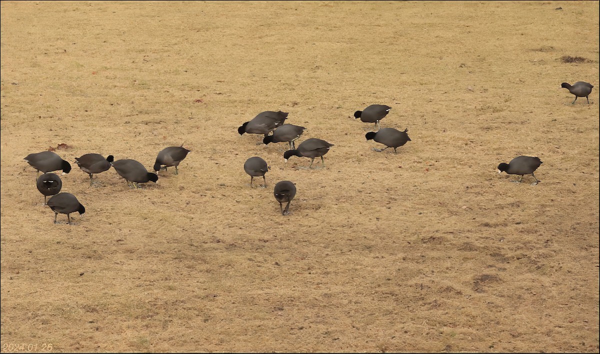 American Coot - ML614033628